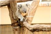 koala_20250622_026