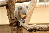 koala_20250622_027