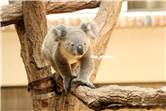 koala_20250622_028