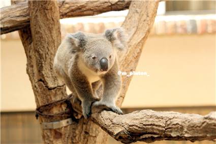 koala_20250622_028
