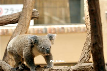 koala_20250622_029