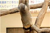 koala_20250622_031