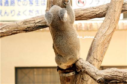 koala_20250622_032