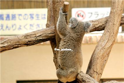 koala_20250622_033