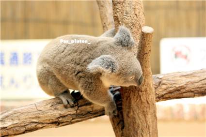 koala_20250622_034
