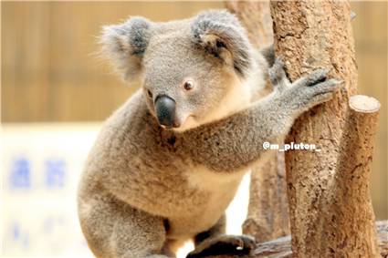 koala_20250622_035