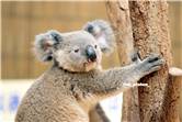 koala_20250622_036