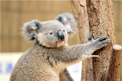 koala_20250622_036