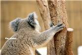 koala_20250622_037