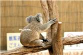 koala_20250622_038
