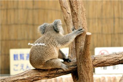 koala_20250622_038