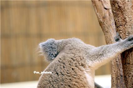 koala_20250622_039