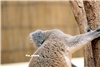 koala_20250622_039