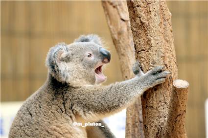 koala_20250622_040