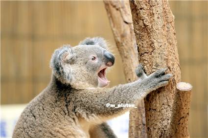 koala_20250622_041