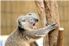 koala_20250622_041