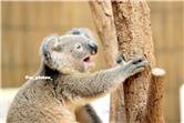koala_20250622_042