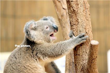 koala_20250622_042