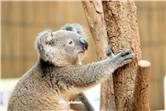 koala_20250622_043