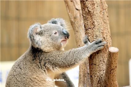 koala_20250622_043