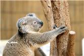 koala_20250622_044