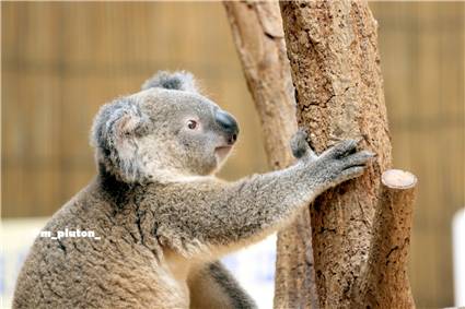koala_20250622_044