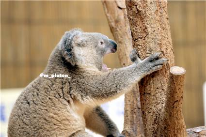 koala_20250622_045