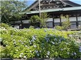 遊行寺さんぽ_20260613_001