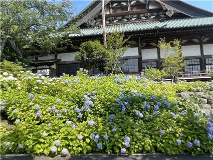 遊行寺さんぽ_20260613_001