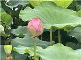 不忍池　蓮の花