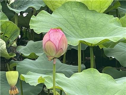 不忍池　蓮の花