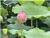 不忍池　蓮の花
