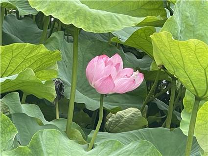 不忍池　蓮の花