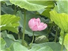不忍池　蓮の花