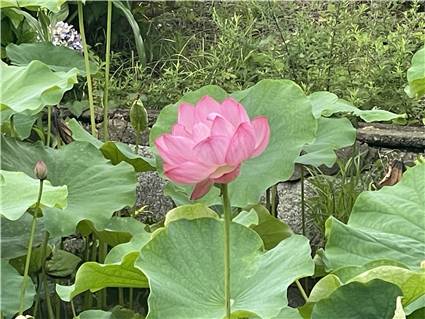不忍池　蓮の花