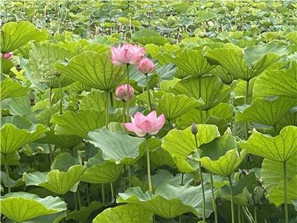不忍池　蓮の花