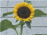 sunflower_20250626