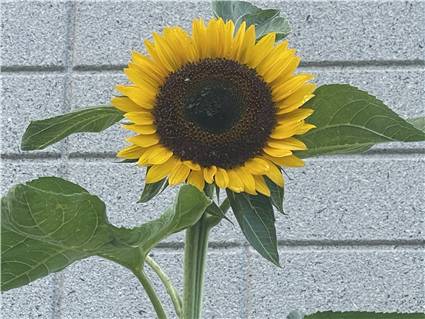 sunflower_20250626